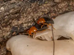 Triplax flavicollis thumbnail 3