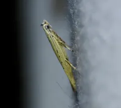 Stereomita andropogonis thumbnail 3