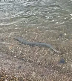 Pacific Lamprey thumbnail 4