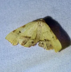 Fervid Plagodis Moth thumbnail 3