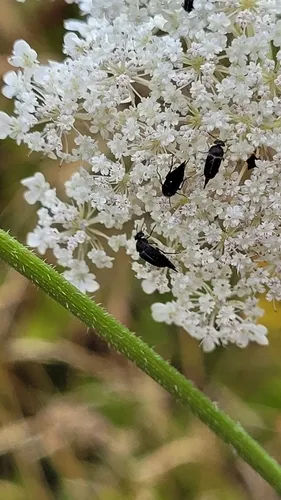 Mordella albosuturalis