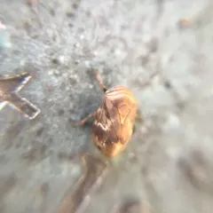 Alder Spittlebug thumbnail 4