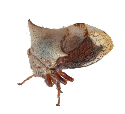 Stictocephala albescens