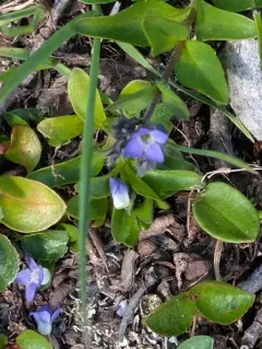 Alpine Speedwell thumbnail 4