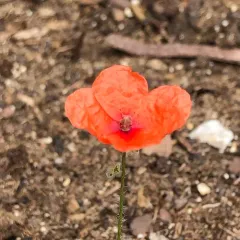 common poppy thumbnail 4