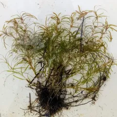 Spiral Pondweed thumbnail 3