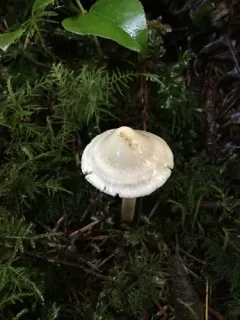 Inocybe umbratica thumbnail 3
