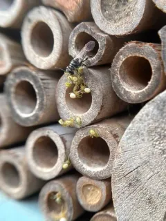 Trypoxylon collinum thumbnail 4
