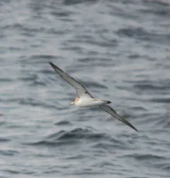Cory's Shearwater thumbnail 4