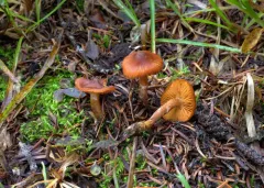 Cortinarius occidentalisagacitas thumbnail 3