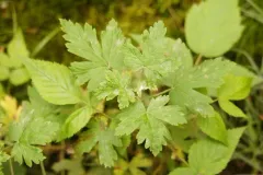Erysiphe grossulariae thumbnail 1