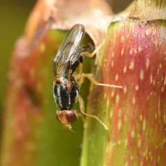 Chyliza notata thumbnail 4