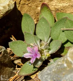 Alpine Collomia thumbnail 4