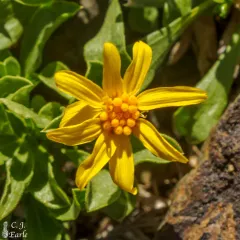 Stemless Mock Goldenweed thumbnail 4