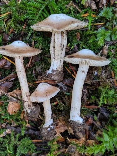 Inocybe grammata