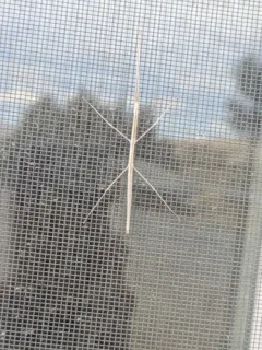 Western Short-horned Walkingstick thumbnail 4