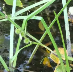 unbranched bur-reed thumbnail 4