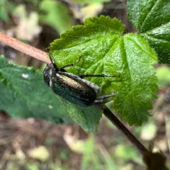 Green Rose Chafer thumbnail 4