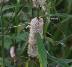 Rope Dodder thumbnail 4