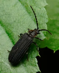 Eropterus trilineatus thumbnail 3