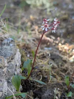 Razshivin's Saxifrage thumbnail 4