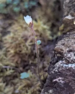 Pygmy Saxifrage thumbnail 4