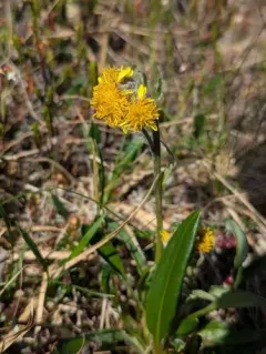 Yukon Groundsel thumbnail 4