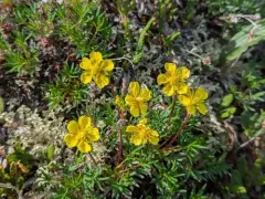 two-flower cinquefoil thumbnail 4