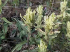 Pale Paintbrush thumbnail 4
