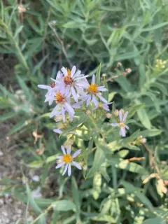blueleaf aster thumbnail 4