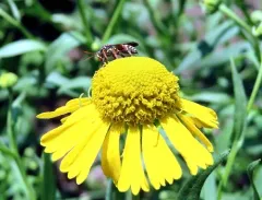 Tifton Nomad Bee thumbnail 3