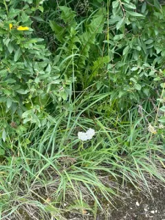 Boreal Yarrow thumbnail 1