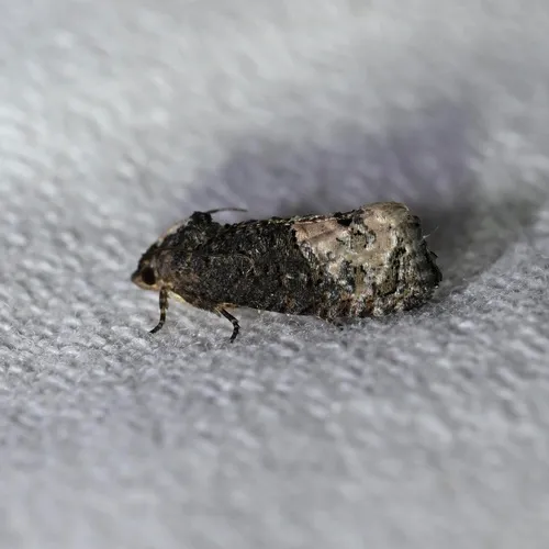 Locust Twig Borer Moth