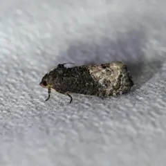 Locust Twig Borer Moth thumbnail 1