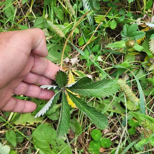 white-leaved cinquefoil