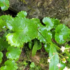 Brook Saxifrage thumbnail 2