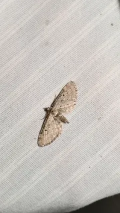 Freyer's Pug Moth thumbnail 3