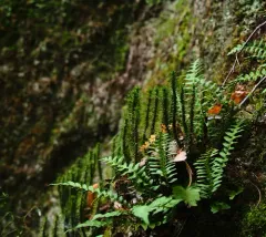 rock firmoss thumbnail 4