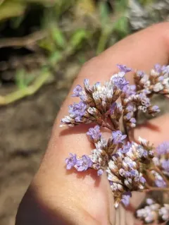 Western Marsh Rosemary thumbnail 3