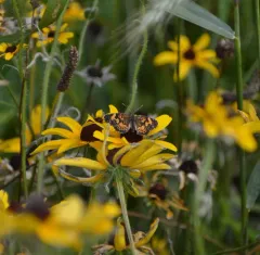 Gorgone Checkerspot thumbnail 4