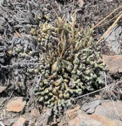 Rocky Mountain Spikemoss thumbnail 1