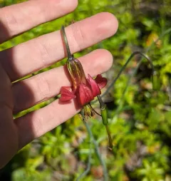 western lily thumbnail 4