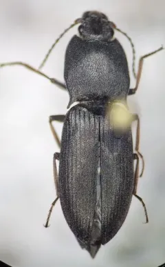 Dark Click Beetle thumbnail 2
