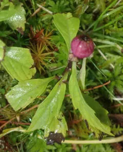 Neolasioptera lycopi thumbnail 1