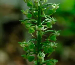 Large-leaved Bog Orchid thumbnail 4