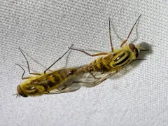Thereva fucatoides thumbnail 2