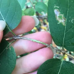 Tatarian honeysuckle thumbnail 3