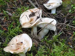 rosy woodwax thumbnail 2