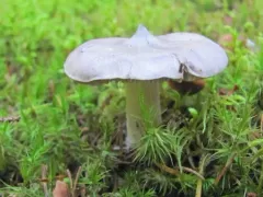 Tricholoma virgatum thumbnail 3