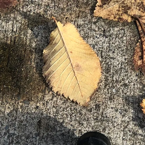 Field Elm